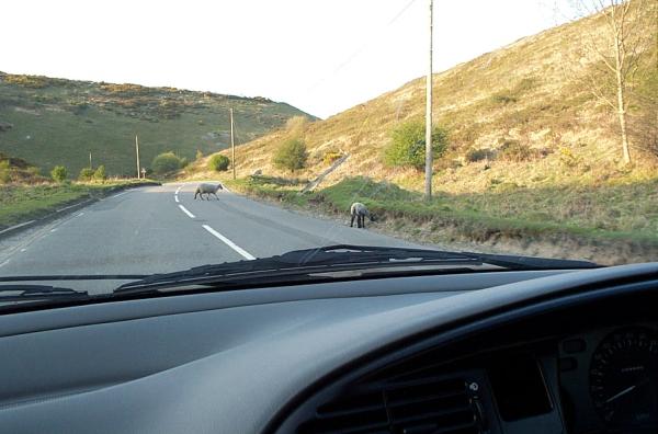 Wales_sheep_crossing.jpg
